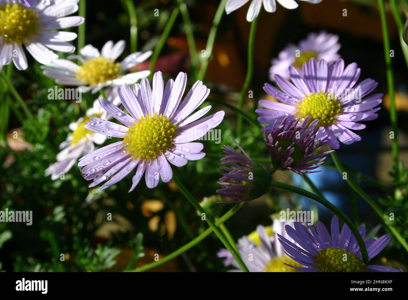 FLOWER HEAD OF BRACHYSCOME SEGMENTOSA (hybrid) COMMONLY KNOWN AS LORD HOWE ISLAND DAISY OR MOUNTAIN DAISY. Stock Photo