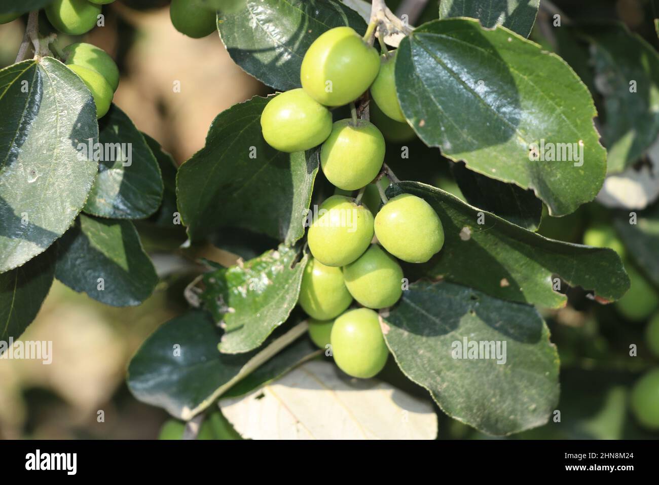 fresh green plum on tree with leafs. Stock Photo