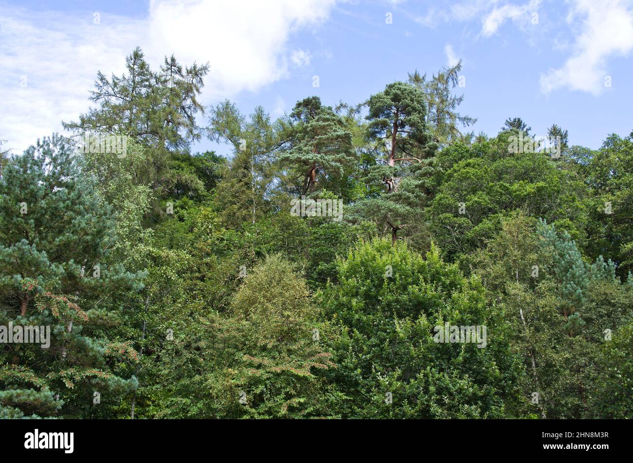 Looking up at treetops of lush mixed woodland on a steep hillside at Dunkeld, Perthshire, Scotland UK, with a backdrop of blue sky, late summer. Stock Photo