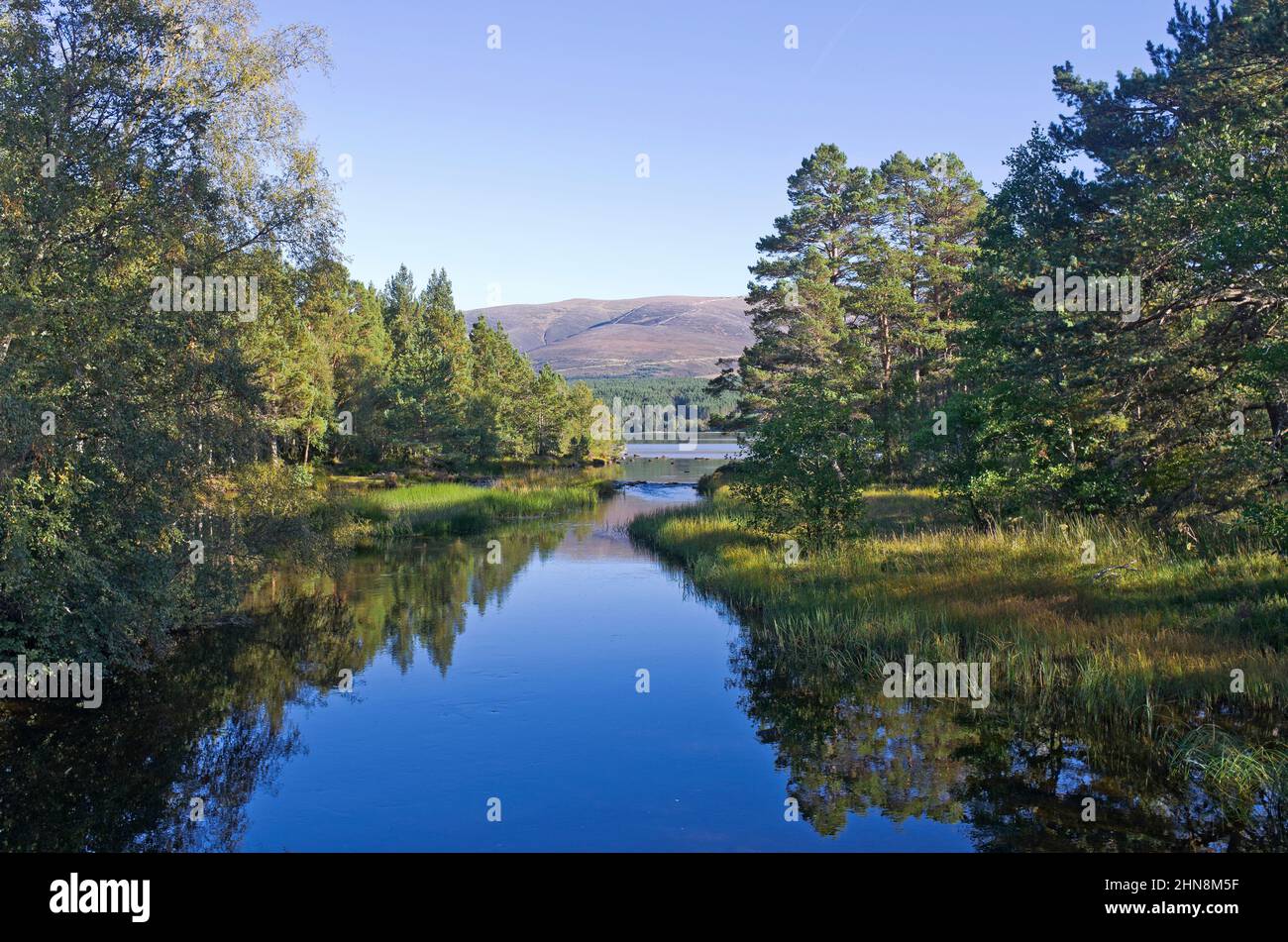 View to Loch Morlich, and the Cairngorm plateau beyond, from the River Luineag, trees reflected in the calm water, Cairngorms, Scottish Highlands Stock Photo