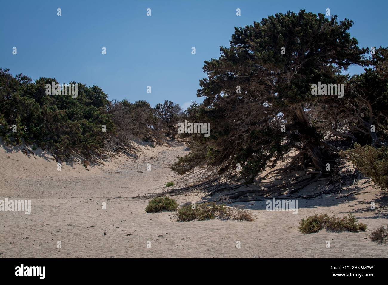 Detail of a dried up cedar tree trunk ,white sand ,Chrissi island. Stock Photo