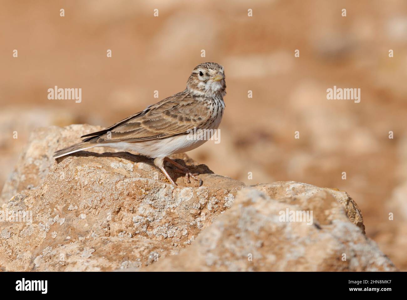 Lesser Short-toed lark Stock Photo