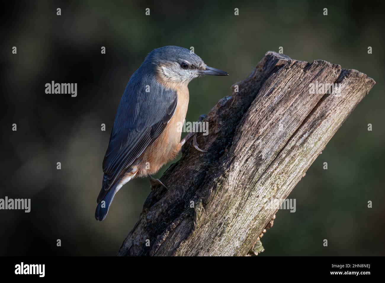 A nuthatch, Sitta europaea,  as it is perched on an old stump. There are no people and the background in out of focus natural Stock Photo