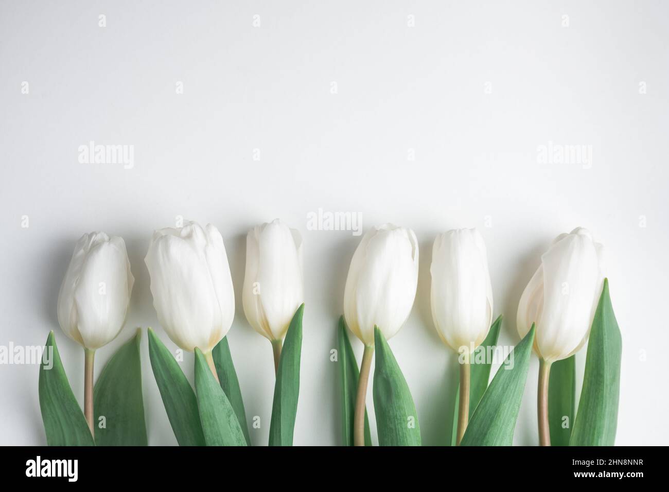 White tulip flowers in a row on white paper. Easter and spring background Stock Photo