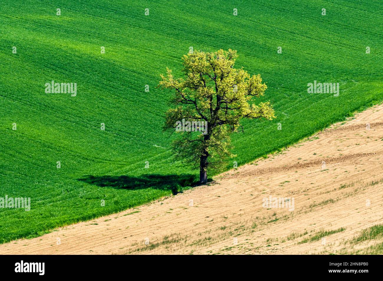 Corridonia countryside, Tree, Marche, Italy, Europe Stock Photo