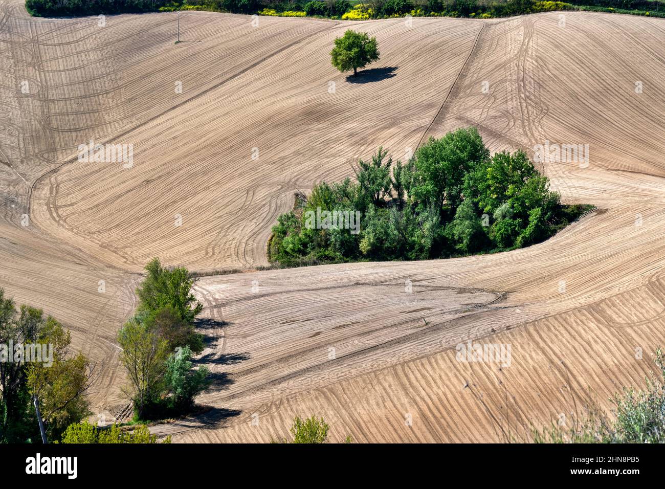 Corridonia countryside, Trees, Marche, Italy, Europe Stock Photo