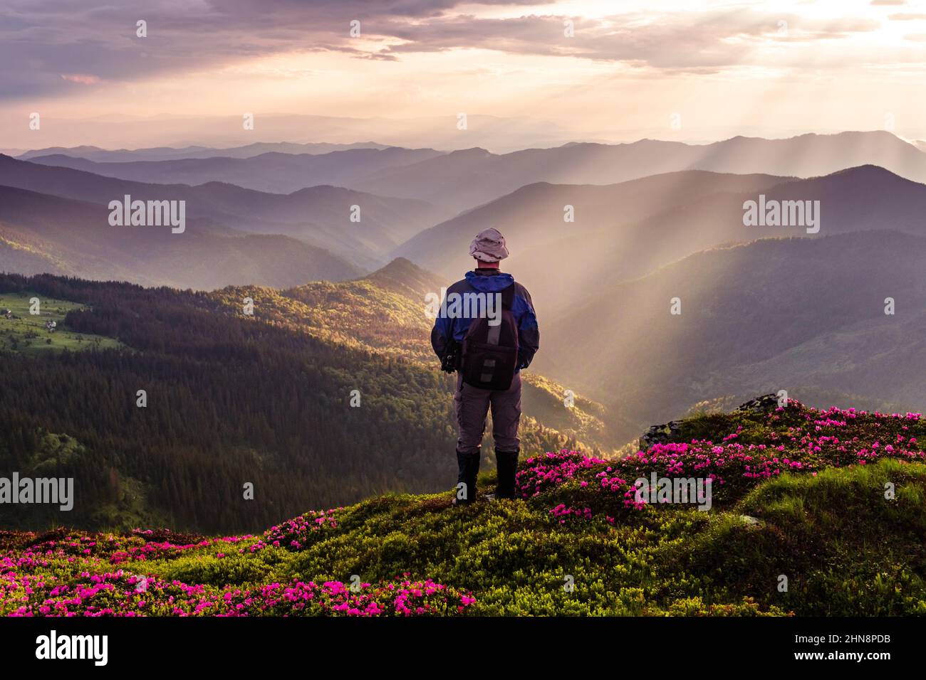Photographer on mountains meadow covered by rhododendron flowers in summer time. Purple sunrise light glowing on a foreground. Landscape photography Stock Photo
