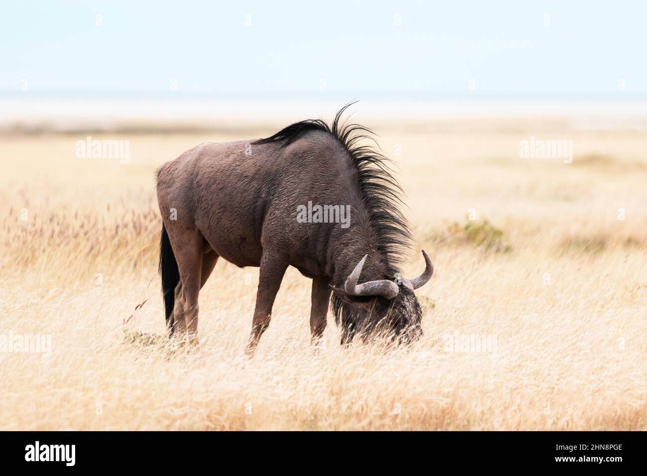 Large african antelope Gnu (Blue wildebeest, Connochaetes taurinus) walking in yellow dry grass at the evening in Namibian savanna. Wildlife photography in Africa Stock Photo