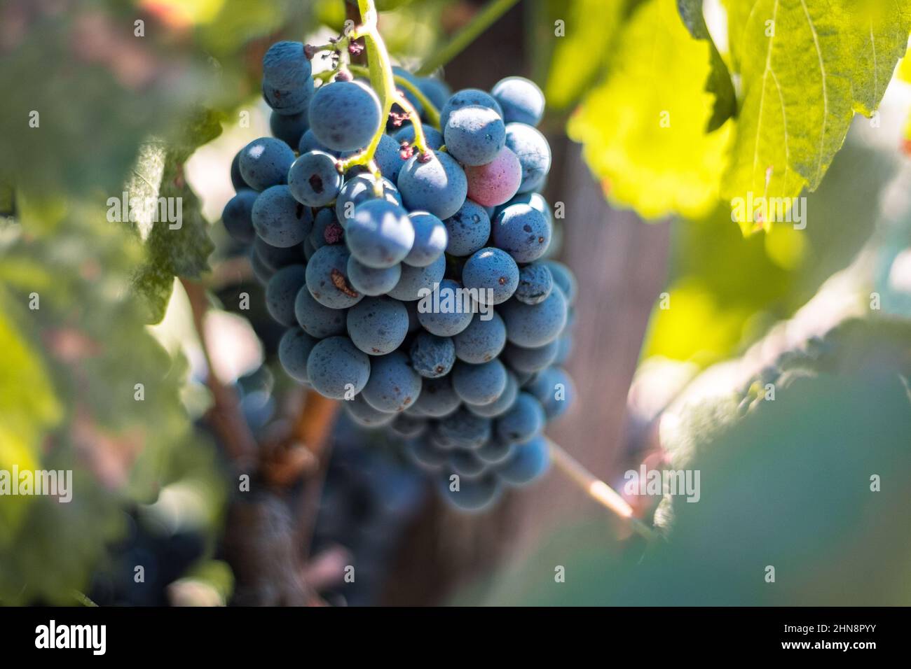 Red wine grapes in a vineyard Stock Photo Alamy