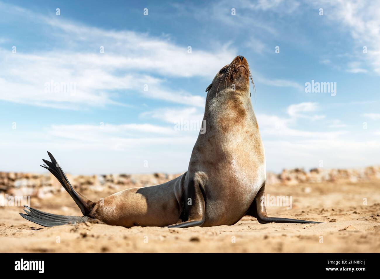 Fur seal enjoy the heat of the sun at the Cape Cross seal colony in Namibia, Africa. Wildlife photography Stock Photo