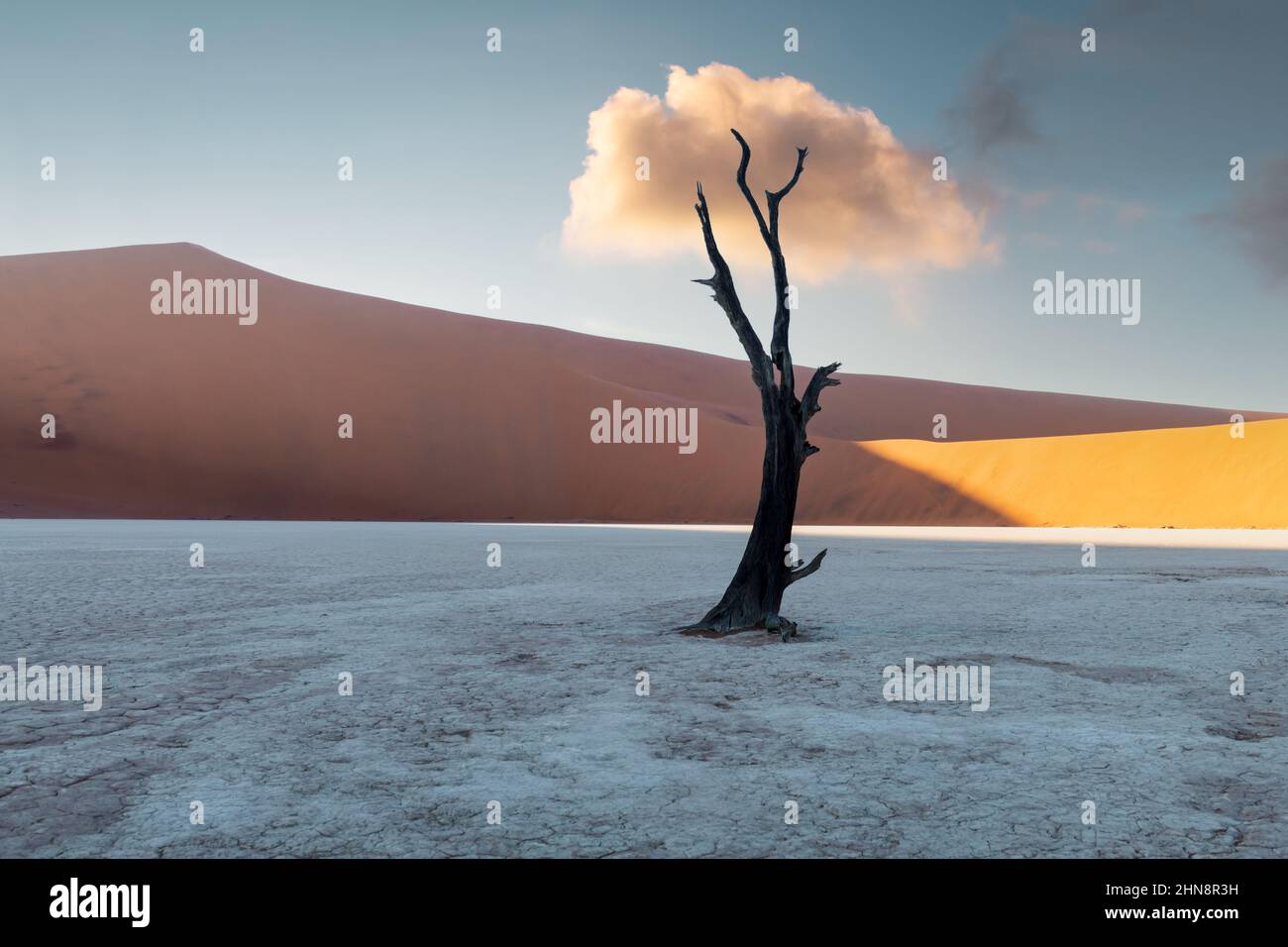 Dead Camelthorn Trees at sunrise, Deadvlei, Namib-Naukluft National Park, Namibia, Africa. Dried trees in Namib desert. Landscape photography Stock Photo