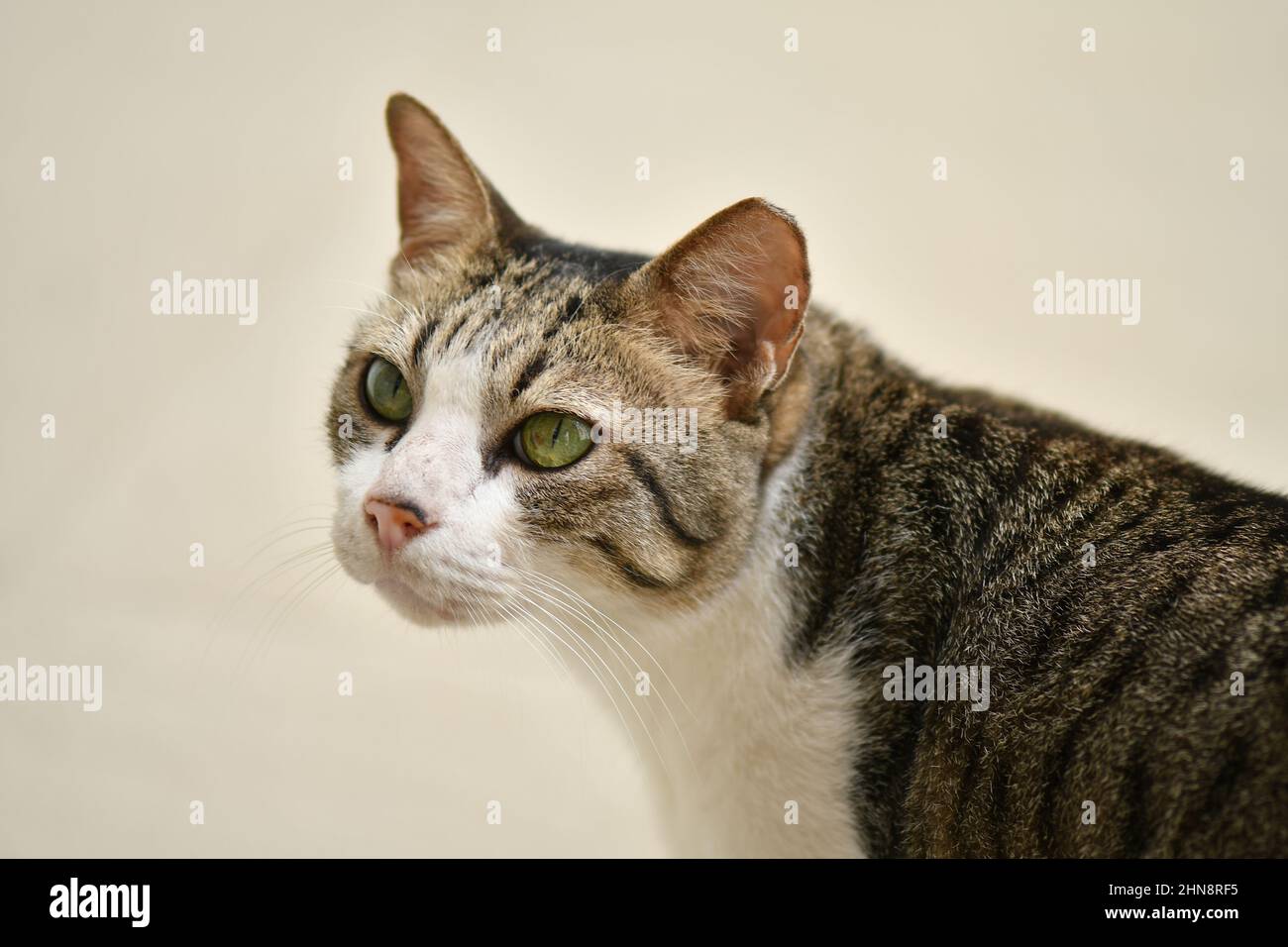 Stray cats from Singapore streets Stock Photo Alamy