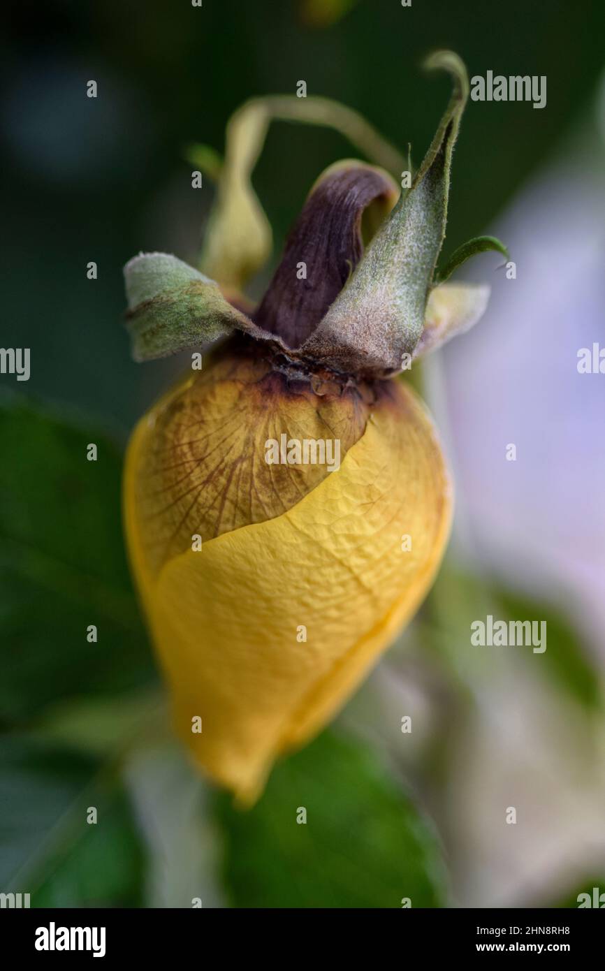 Closed rose flowers hi-res stock photography and images - Alamy