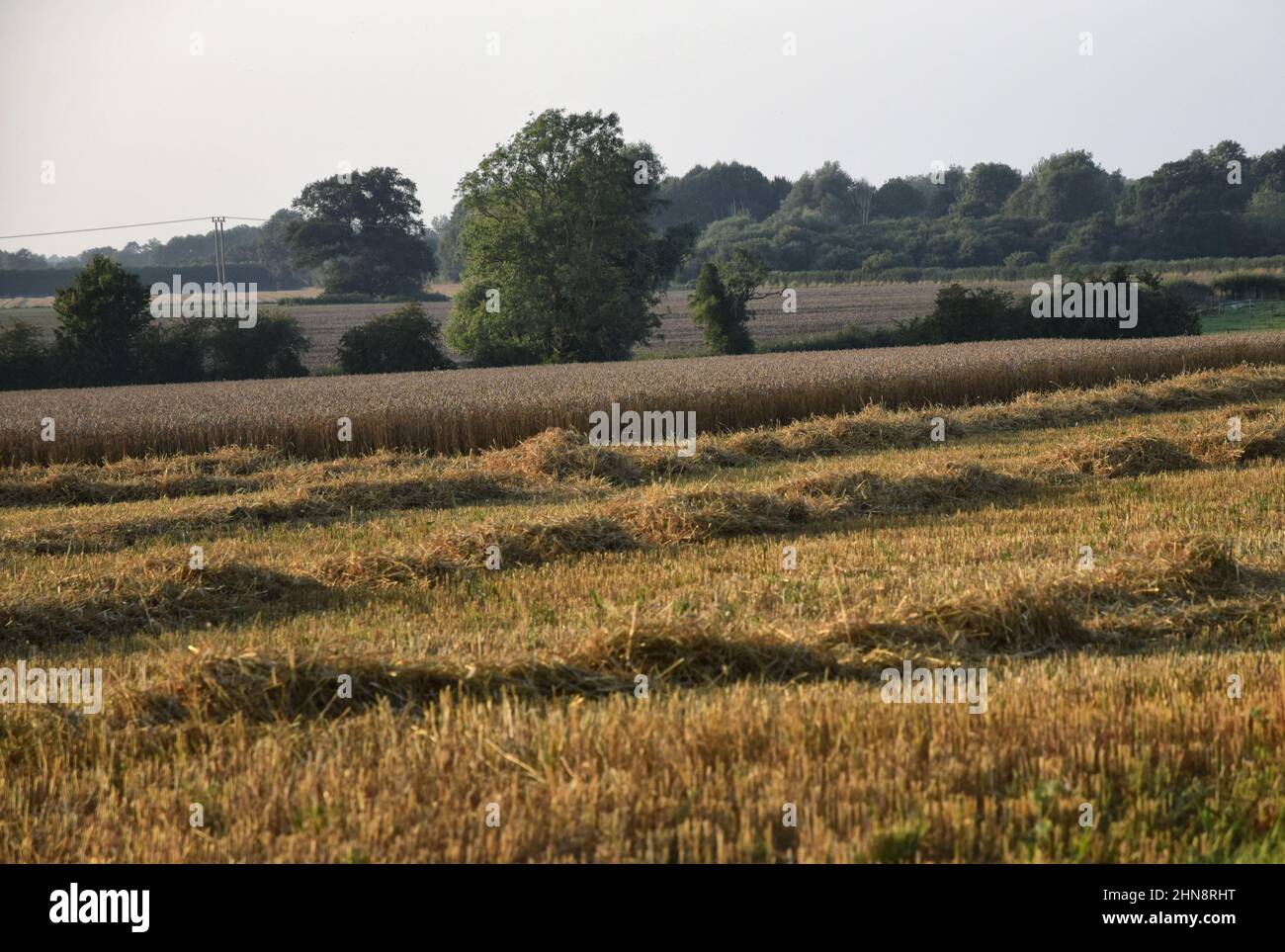 autumn field, suffolk, england Stock Photo