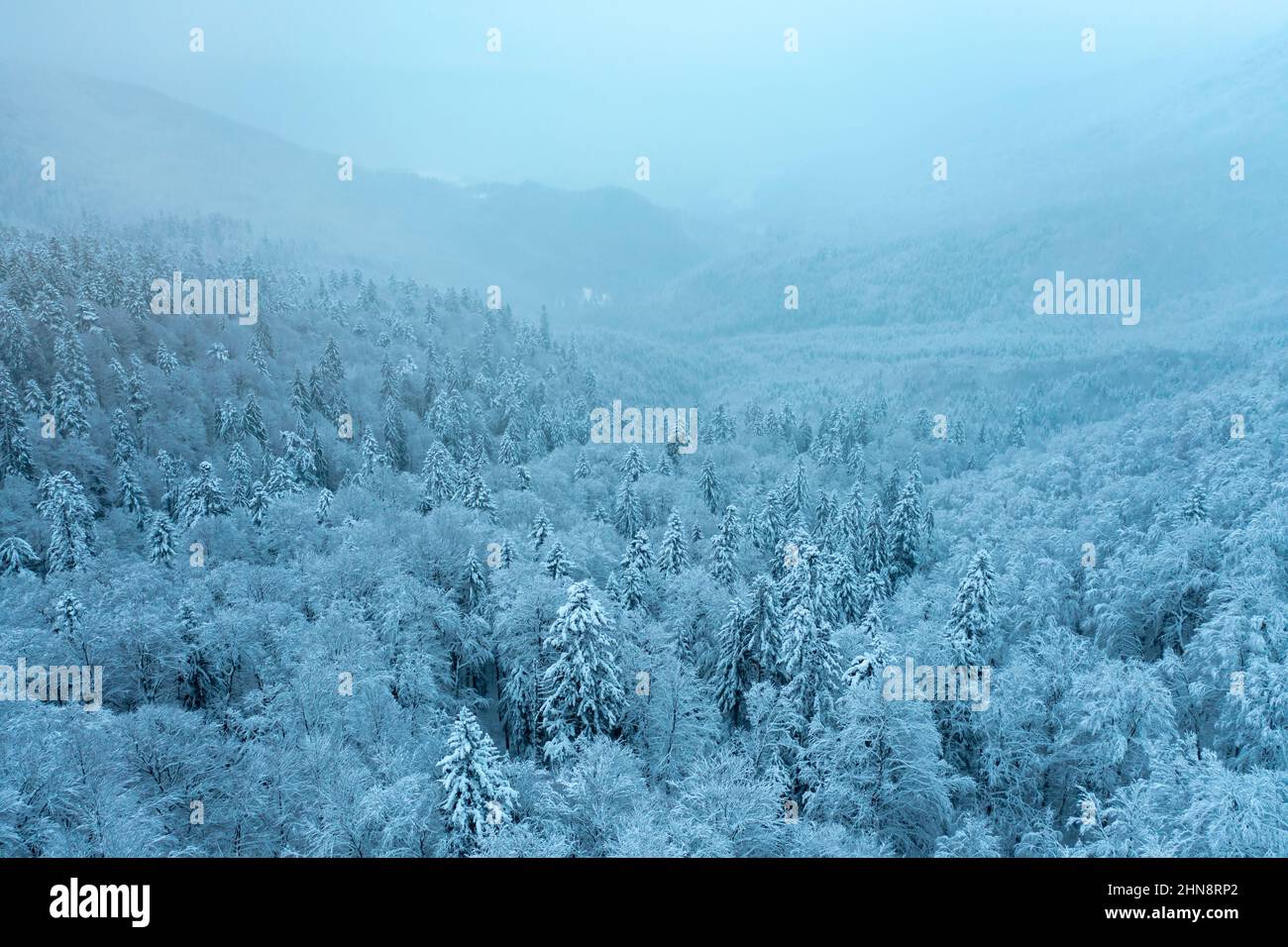 Aerial drone top down fly over winter spruce and pine forest. Fir trees in mountains valley covered with snow. Landscape photography Stock Photo