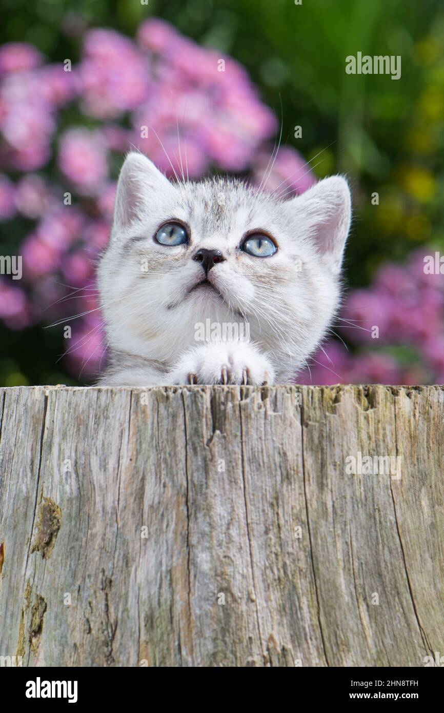 Silver tabby cat in a tree stump Stock Photo - Alamy