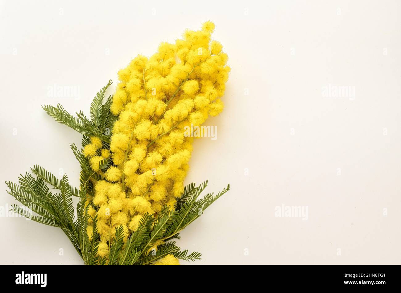 floral arrangement made up of a bunch of mimosa (Acacia dealbata) on the occasion of March 8 ,celebration of Women’s Day. Stock Photo