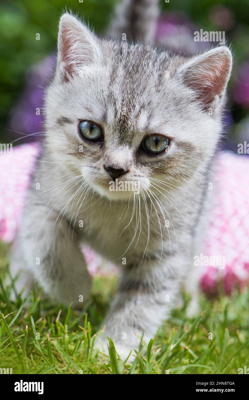 Silver tabby kitten in a meadow Stock Photo