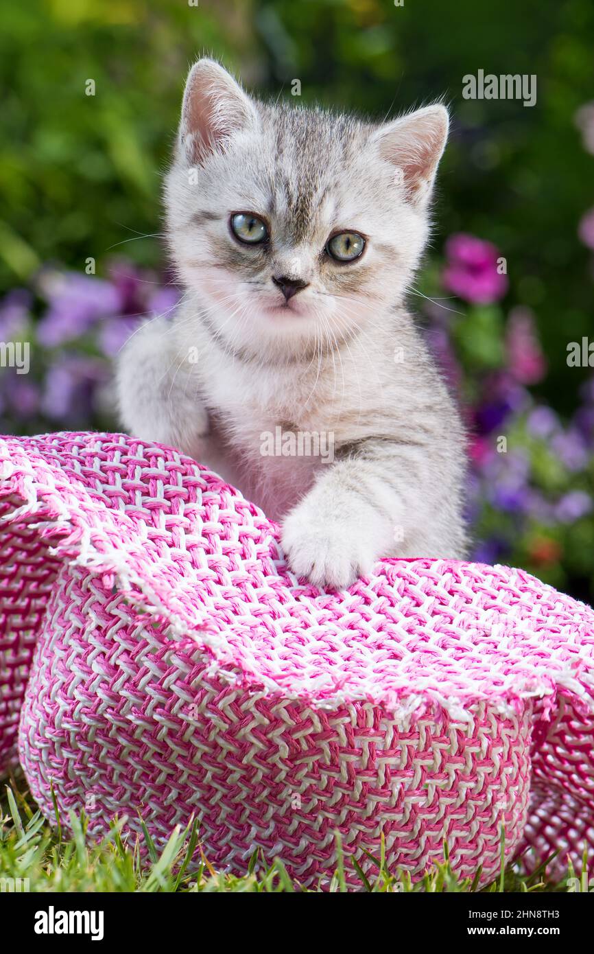 Silver tabby kitten in a meadow Stock Photo