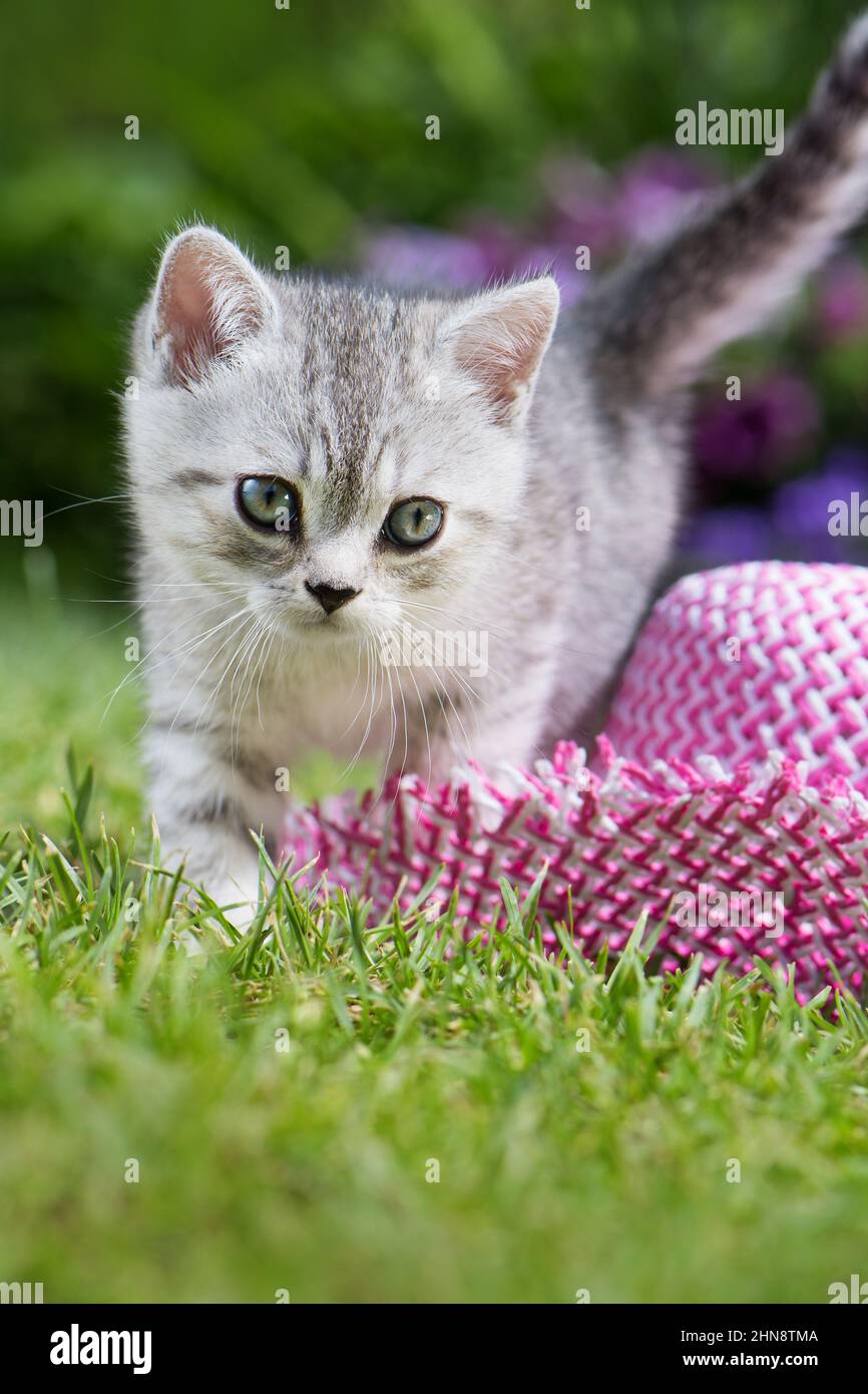 Silver tabby kitten in a meadow Stock Photo