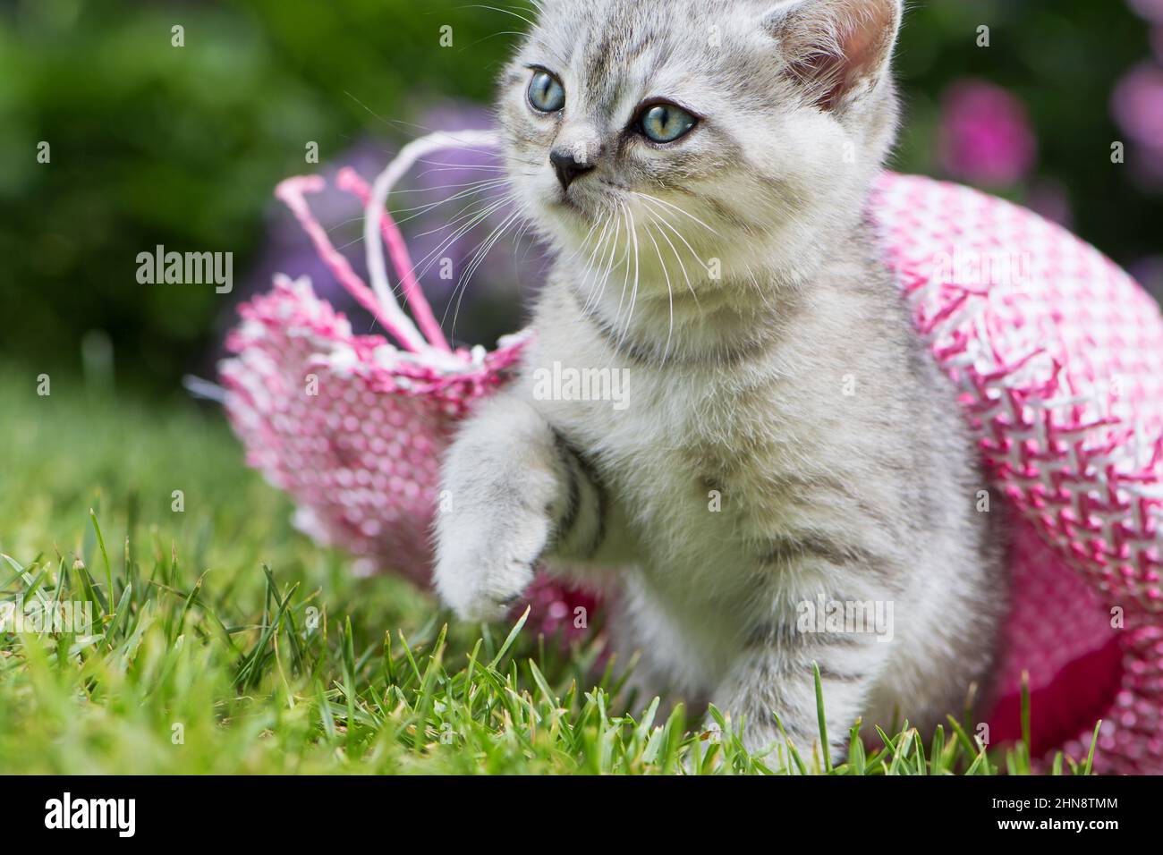 Silver tabby kitten in a meadow Stock Photo