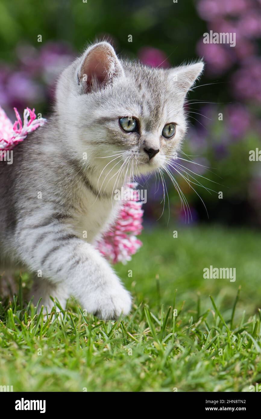Silver tabby kitten in a meadow Stock Photo