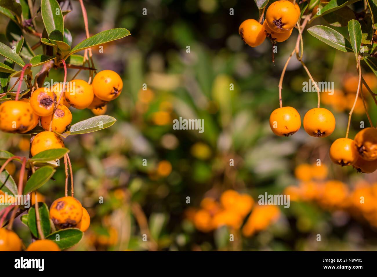 photo of autumn background with berries Stock Photo