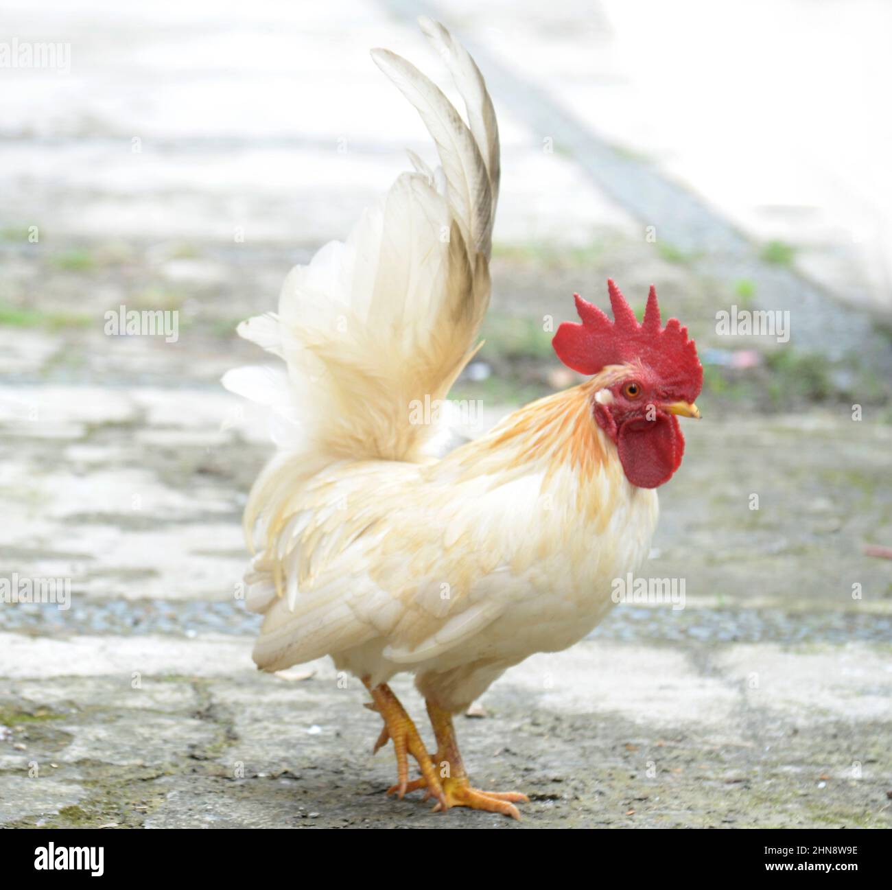 roaster Chicken in the backyard Stock Photo Alamy