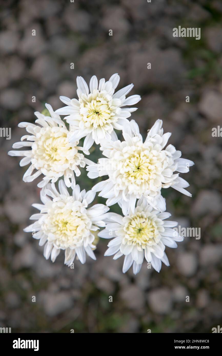 Beautiful White Mum Flower Top view with Blurry Background. Spring