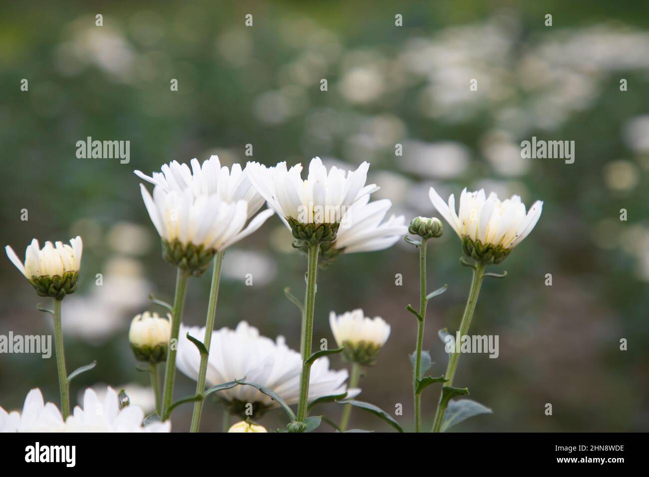 white mum bouquet