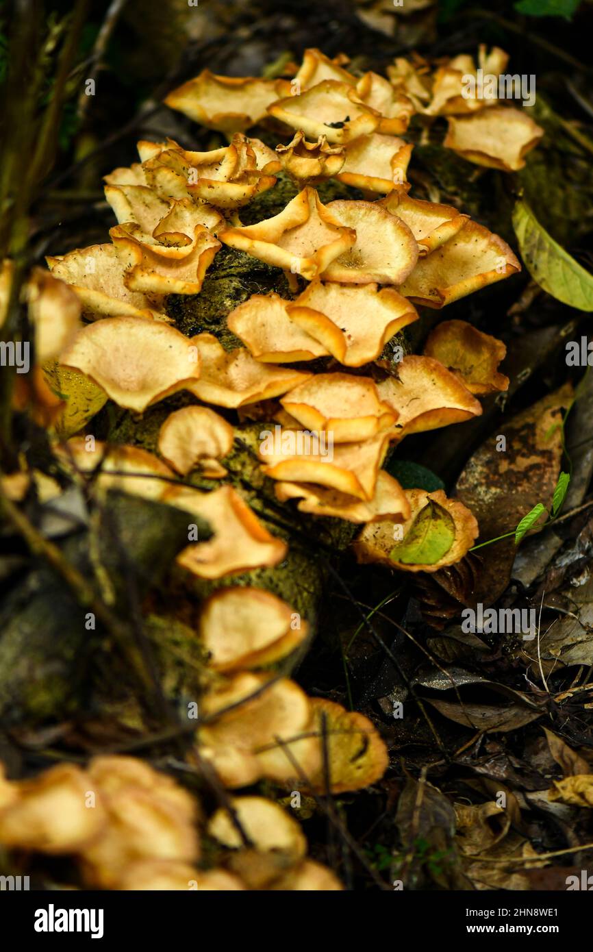 Brown fungus in Singapore rainforest Stock Photo