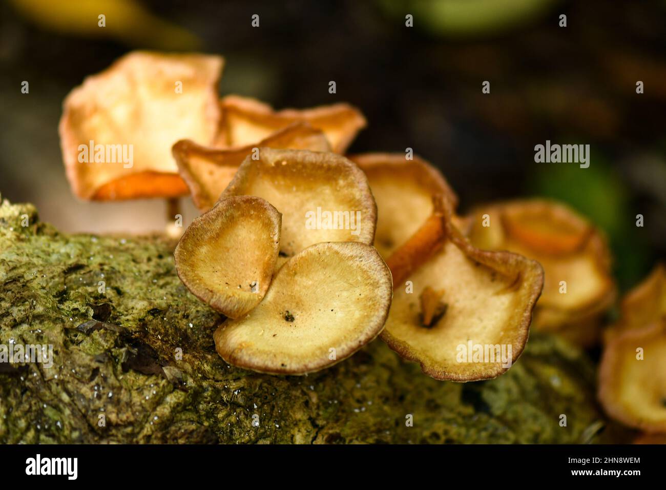 Brown fungus in Singapore rainforest Stock Photo