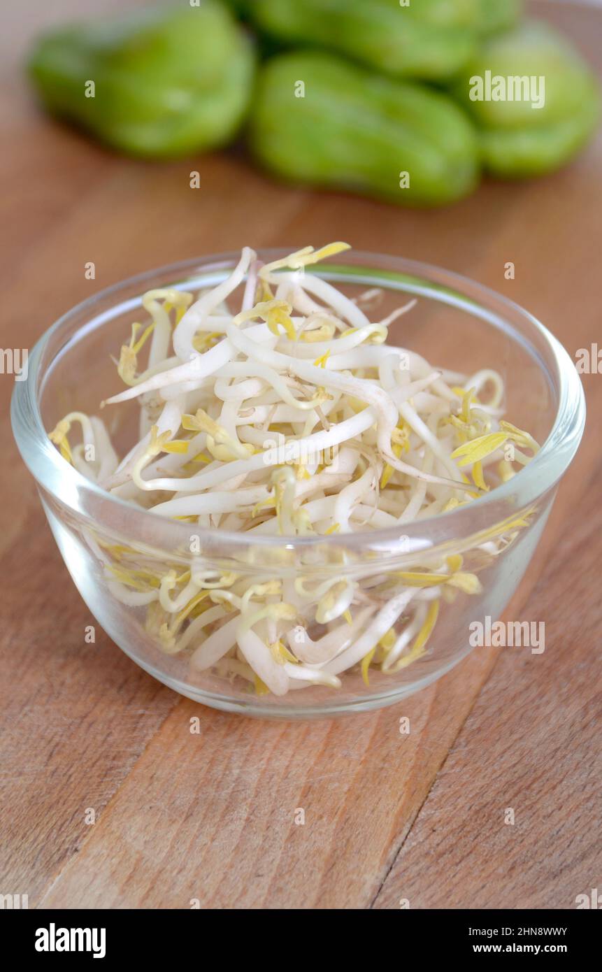 The mung bean sprouts, or toge, asian vegetable Stock Photo