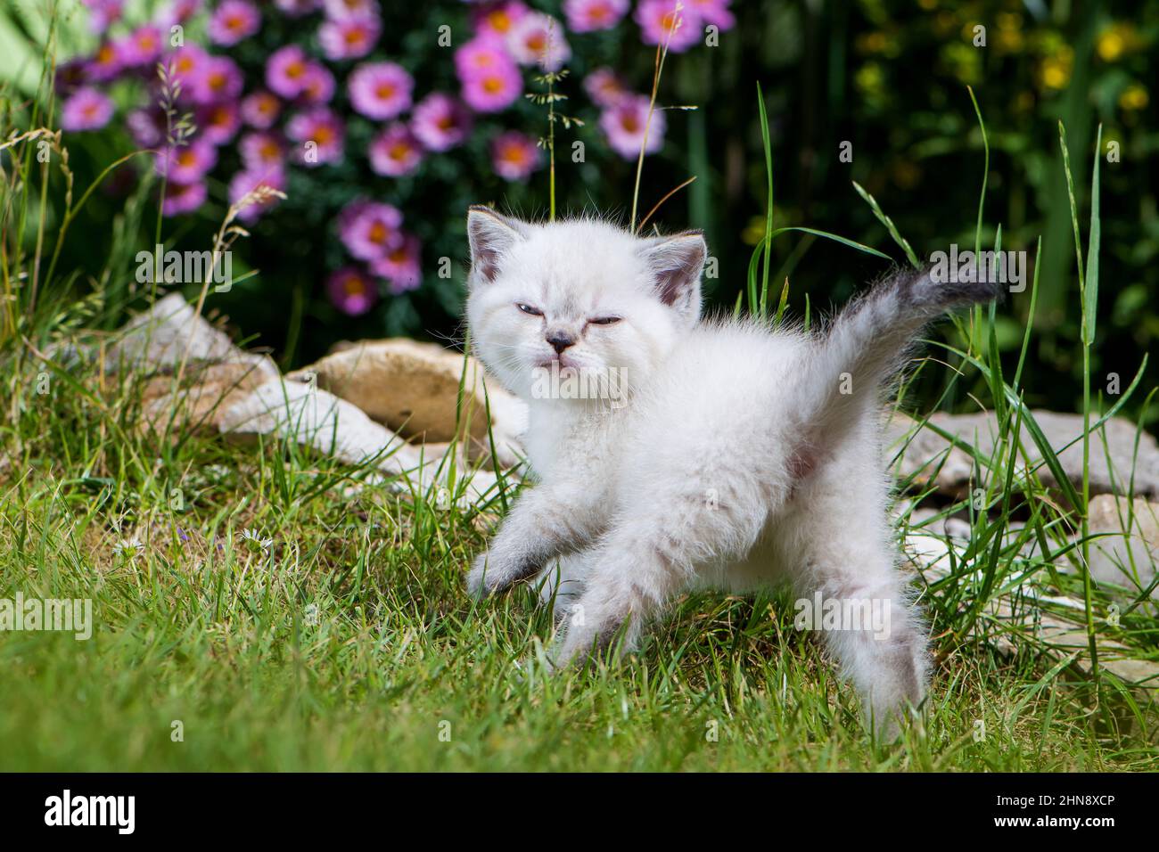 Cute kitten in a garden Stock Photo - Alamy