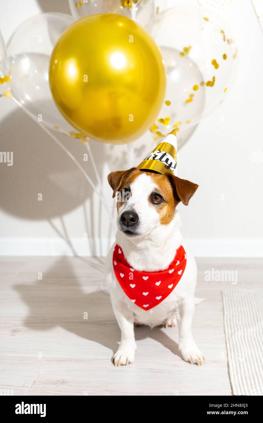 Funny Jack russell terrier dog in party hat and red bandana sitting and looking at camera on light background. Gold and transparent balloons with Stock Photo