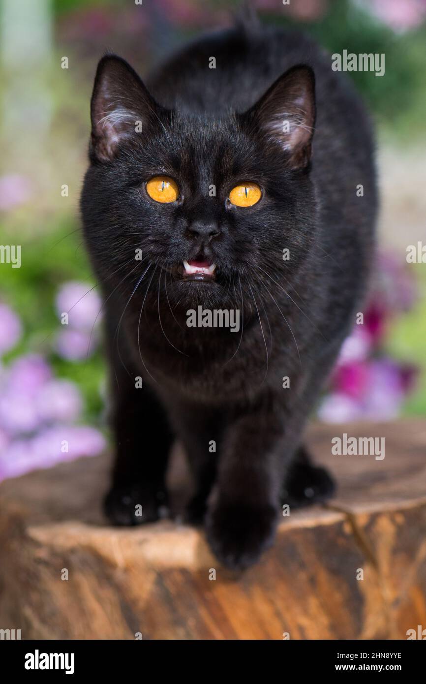 Black British Shorthair Green Eyes black-british-shorthair-green-eyes
