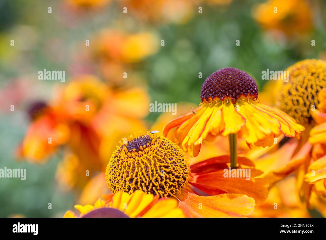 photo of beautiful summer flowers Stock Photo Alamy