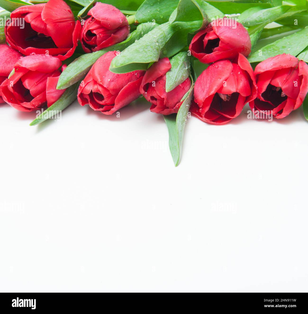 Bouquet of red tulips on a white background Stock Photo - Alamy