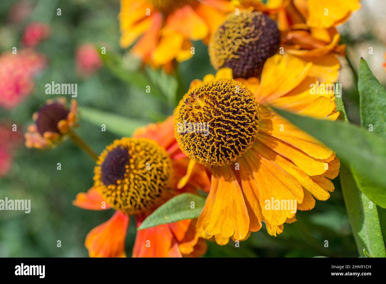 Orange helenium blue flowers hi-res stock photography and images - Alamy