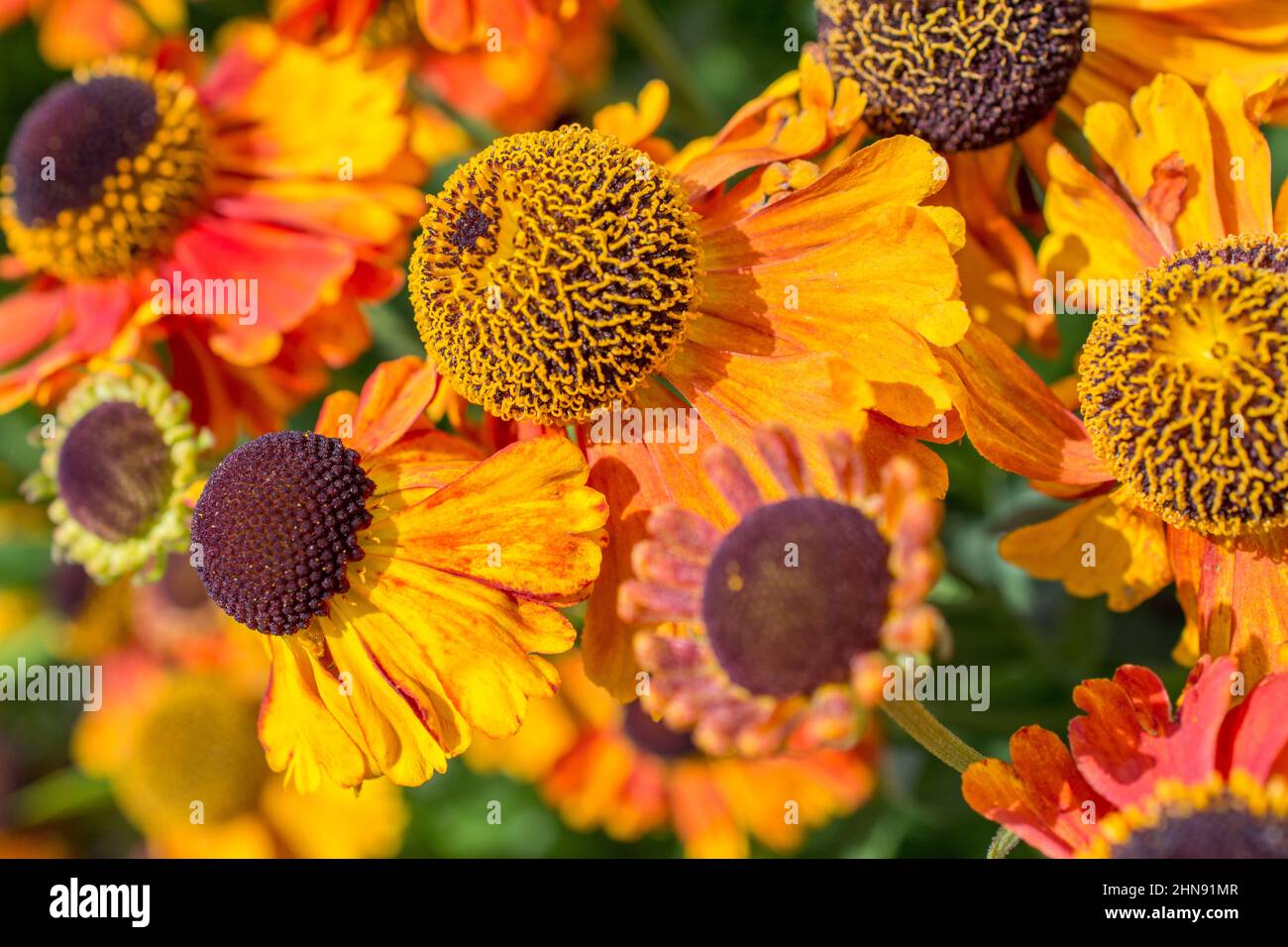 Orange helenium blue flowers hi-res stock photography and images - Alamy