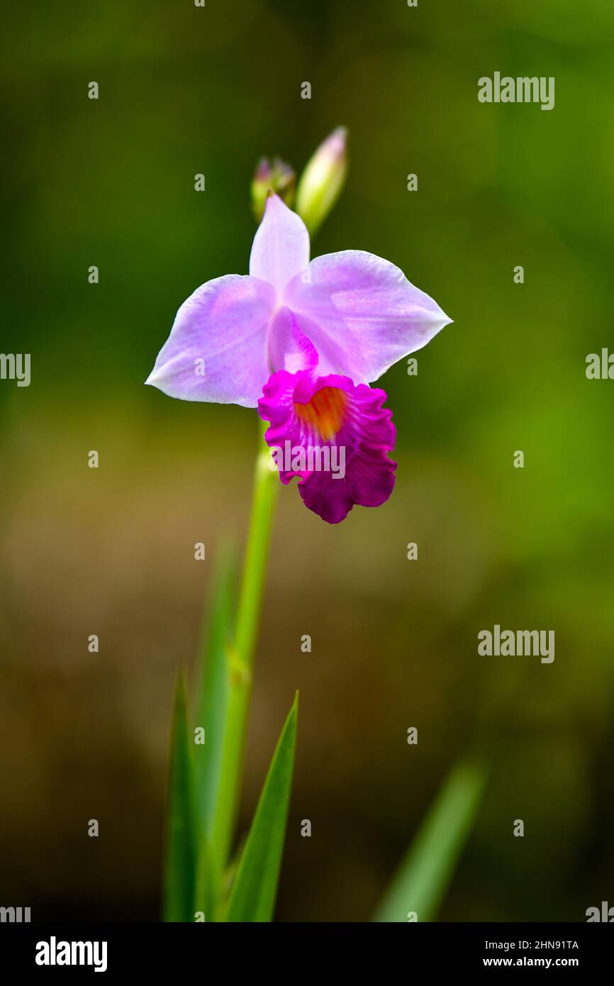 purple orchid flower in Singapore, Bamboo Orchid (Arundina graminifolia) Stock Photo