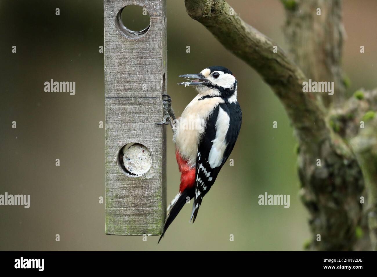 GREAT SPOTTED WOODPECKER, BIRD, 2022 Stock Photo - Alamy