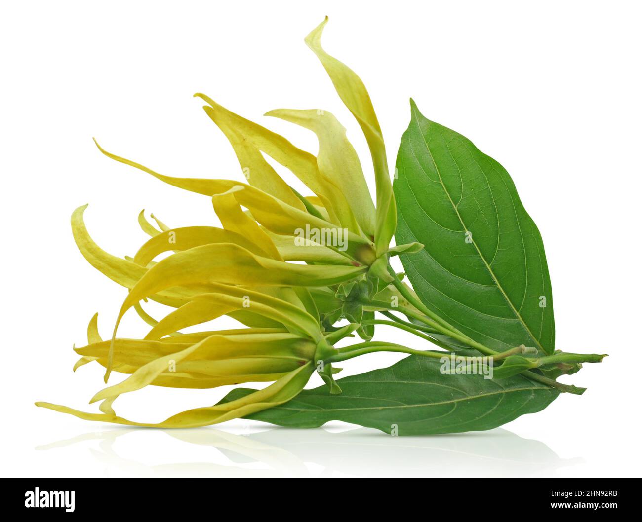 ylang ylang flower isolated on white background Stock Photo Alamy