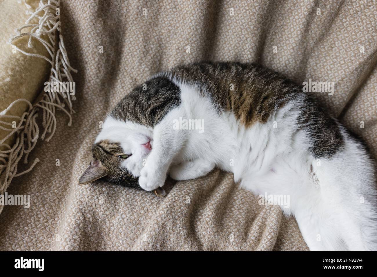 Cute young domestic cat sleeps on soft cozy throw on bed, covering eyes