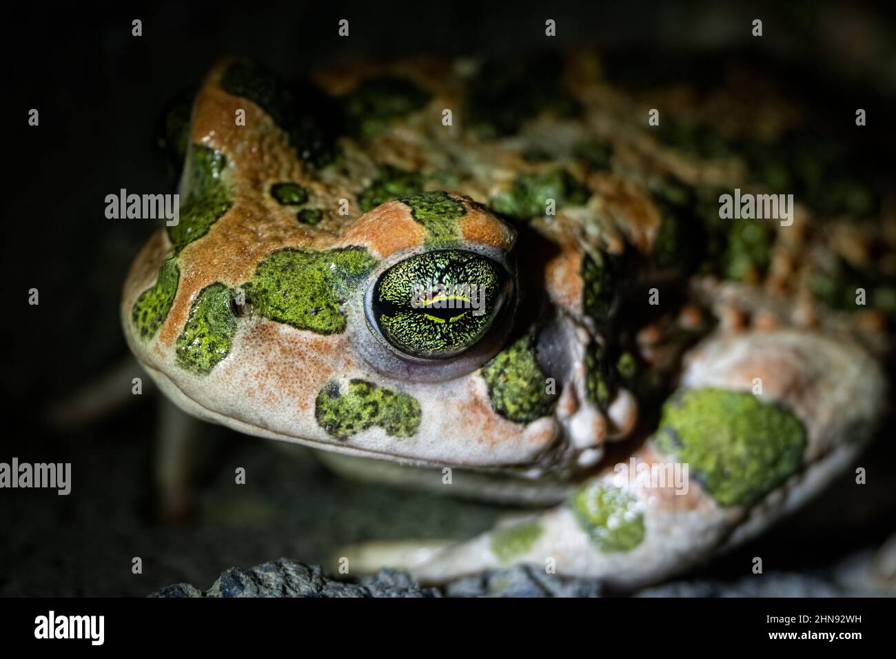 European green toad (Bufotes viridis). Macro shot. Stock Photo