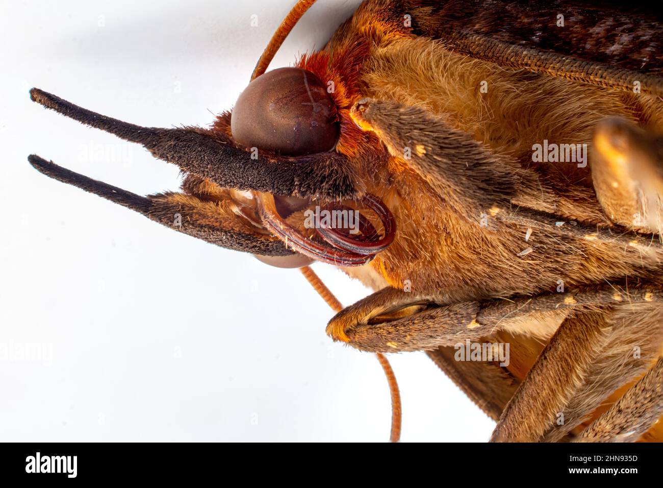 Head of Asian Giant Hornet or Japanese Giant Hornet or Vespa Mandarinia Japonica Stock Photo