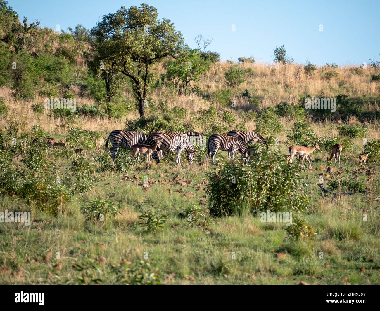 Group of zebras in the African savanna Stock Photo Alamy