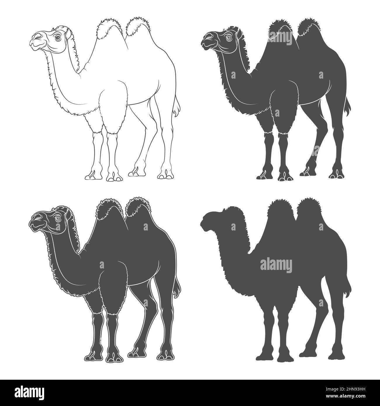 Set of black and white illustrations with a bactrian camel. Isolated vector objects on a white background. Stock Vector