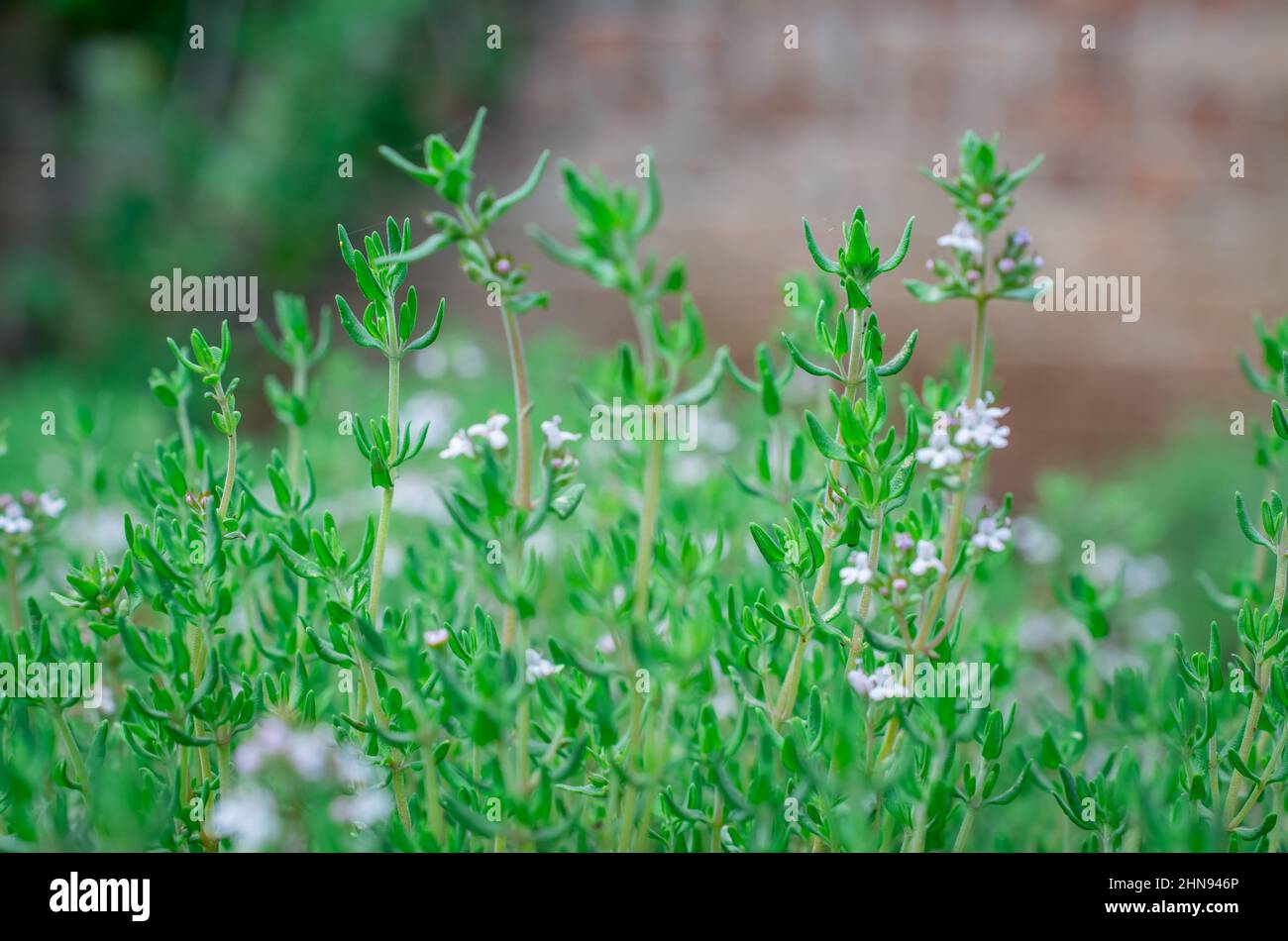 fragrant herbs growing in garden Stock Photo - Alamy