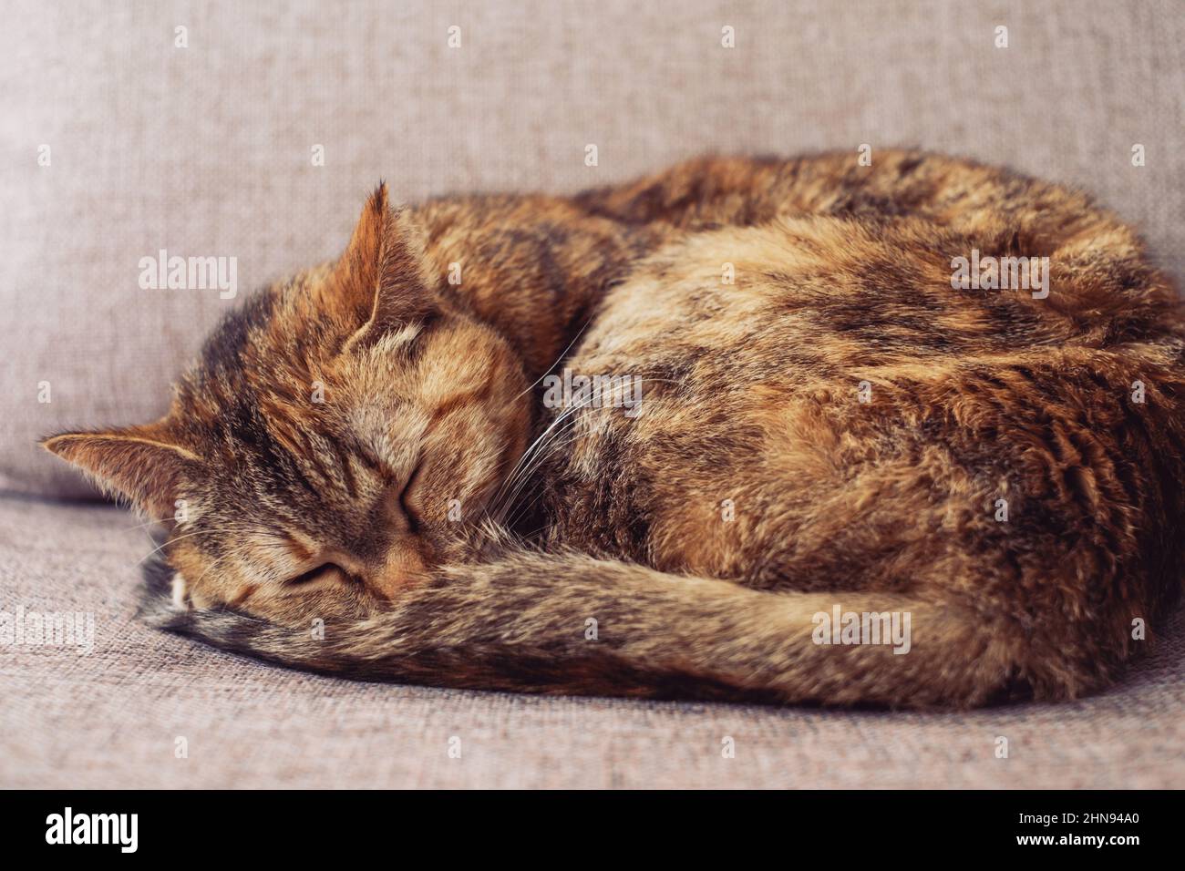 Ginger cat sleeping on bed hi-res stock photography and images - Alamy